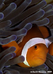 Just the simple Anenomefish ..... Taken with D200 and 105... by David Henshaw 